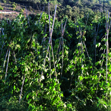 Bambusz termesztő karó (6) 0,6 m
