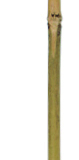 Bambusz termesztő karó (6) 0,6 m